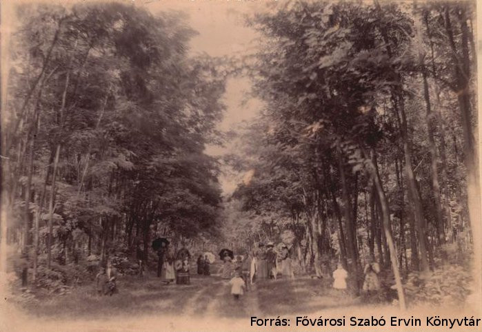 A Rákospalotai erdő 1891-ben