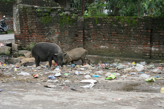 Rishikesh