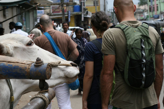 Mysore