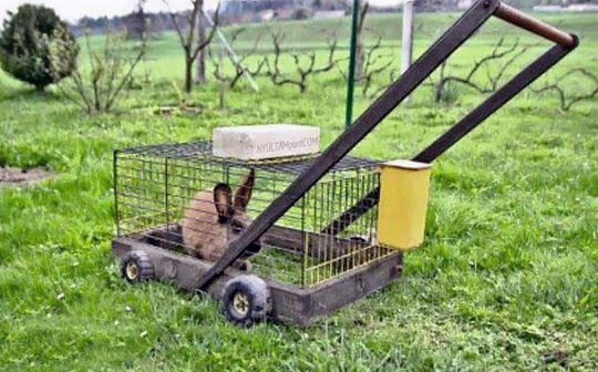 funny-bunny-mower-grass-lawn