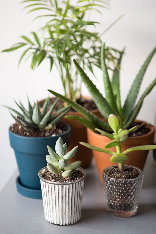The-Everygirl-Easy-Indoor-Plants-Succulents-and-Cactus