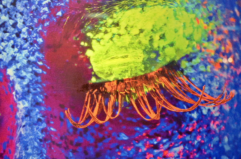 DSC 0246