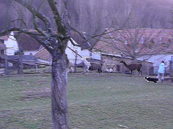 10478279_9a19a60cc378ed3ed09896bbe36273b4_m.jpg