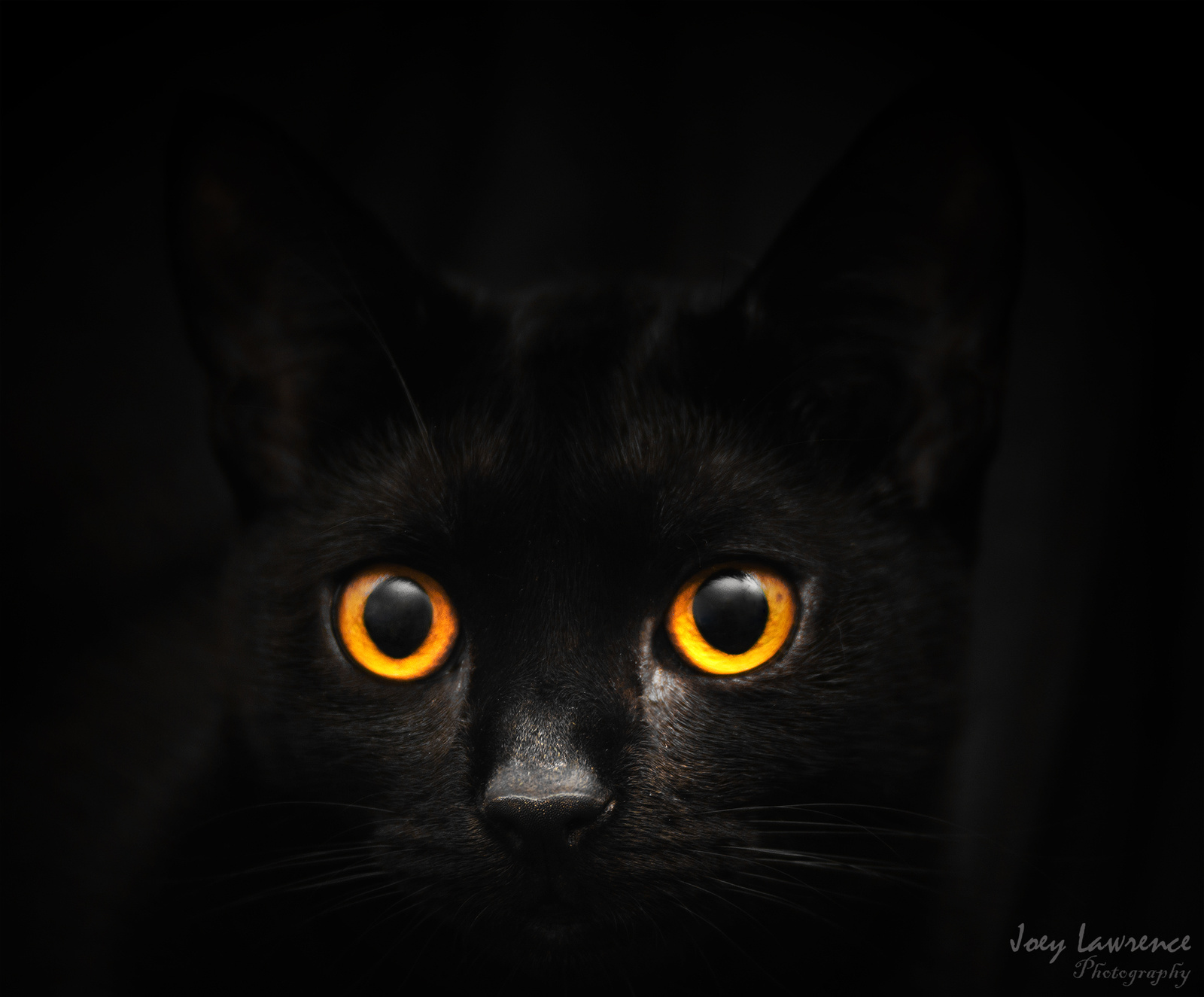 Joey Lawrence: Cat eyes