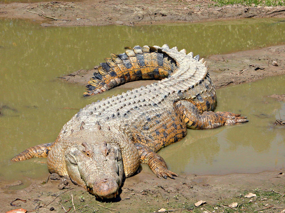 Sósvizi krokodil