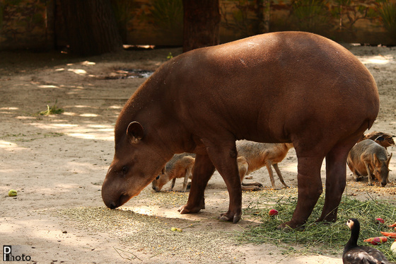 DIphoto: Suki, a tapír