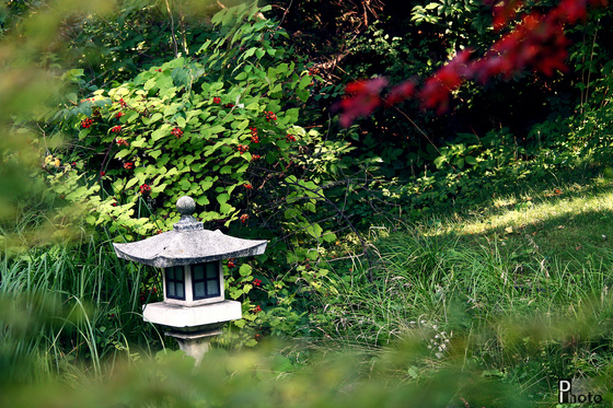 DIphoto: Japán kert