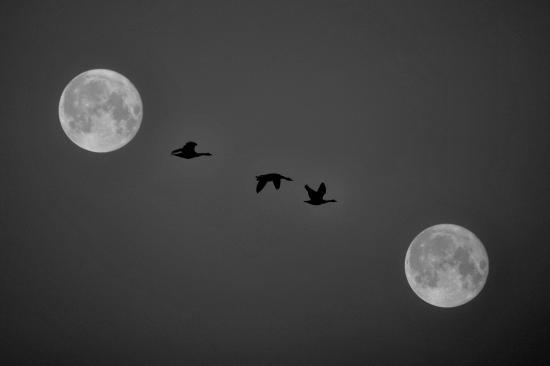 Paris-March-2011 -Duplicated-Moon-and-Gooses