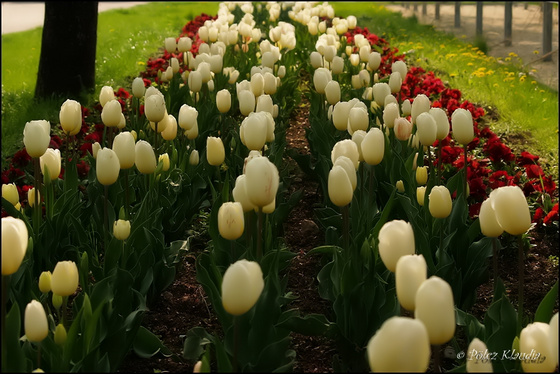 kisklau: tulip (10)