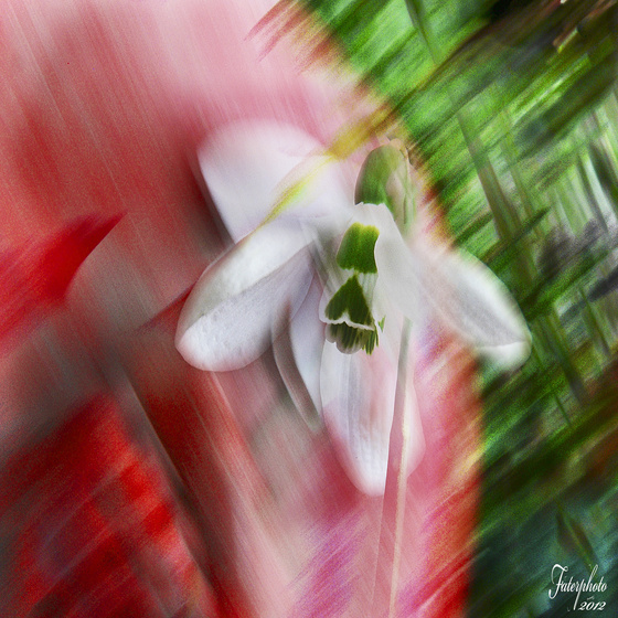 faterphoto: Márciusi virág