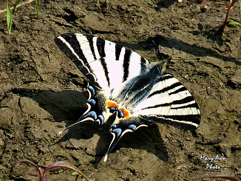 Kardos v. kardszárnyú lepke (iphiclides podalirius) mary ann ... Nappali lepkék