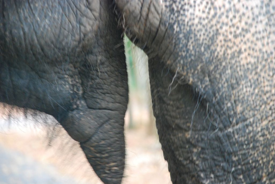 IndiaPass: Indiai elefánt