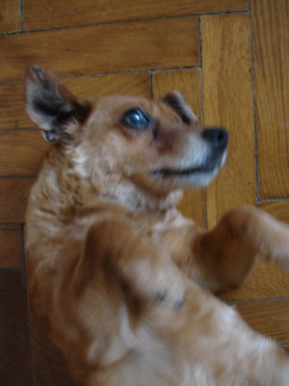 7554613_57f7e4478ee469e9f0abb5804d2e4993_m.jpg
