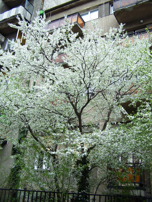 anna schwelung: cseresznyevirágok