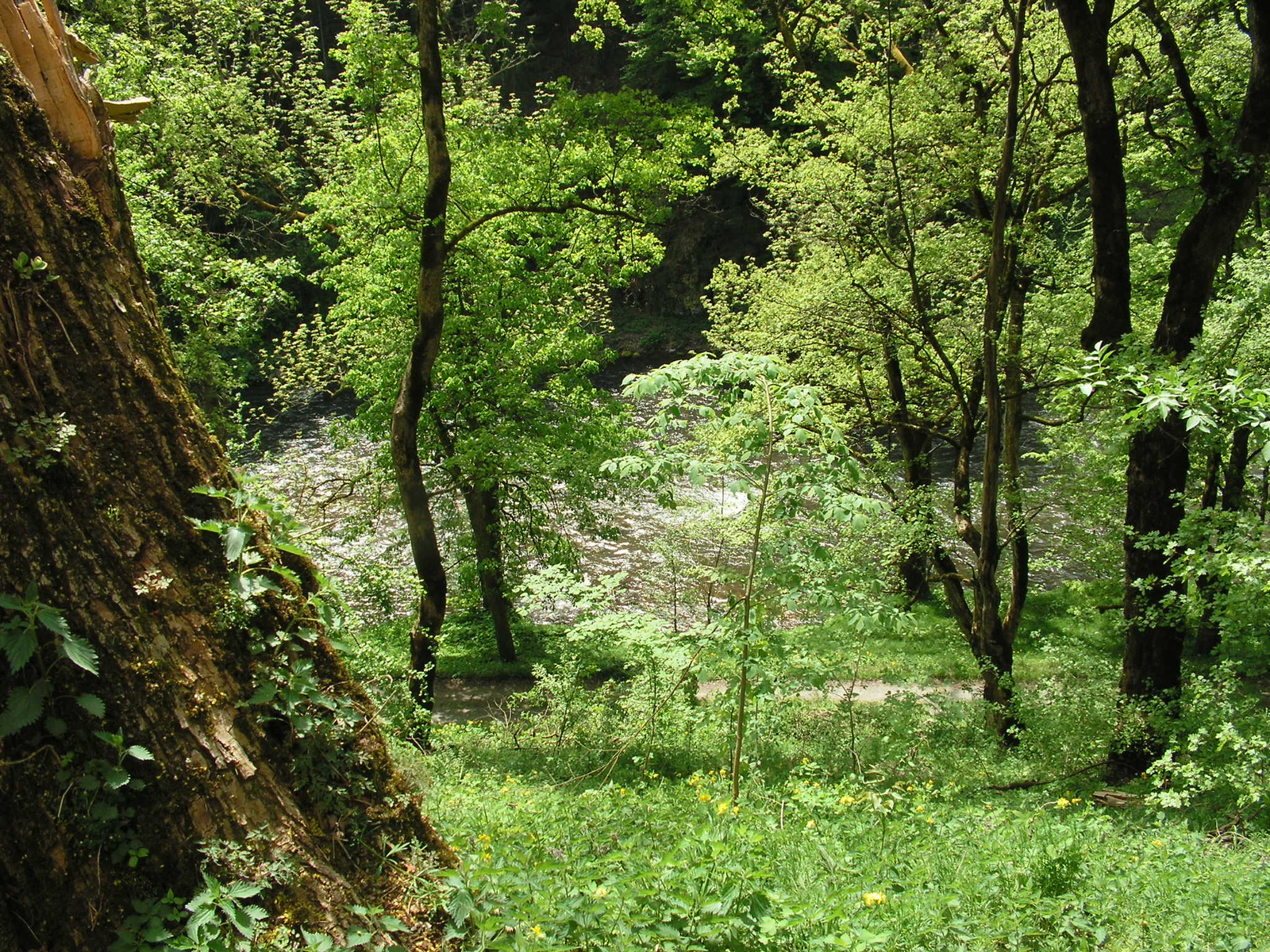 Herberstein, Feistritz szurdok, SzG3