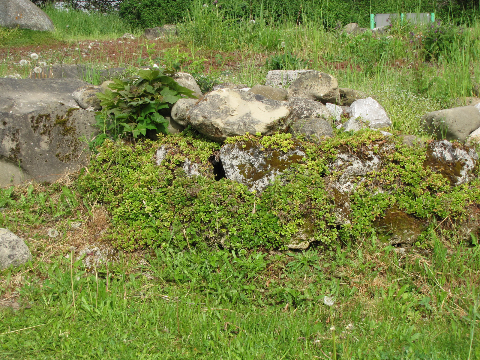 München, Geologiegarten Denninger Anger, SzG3