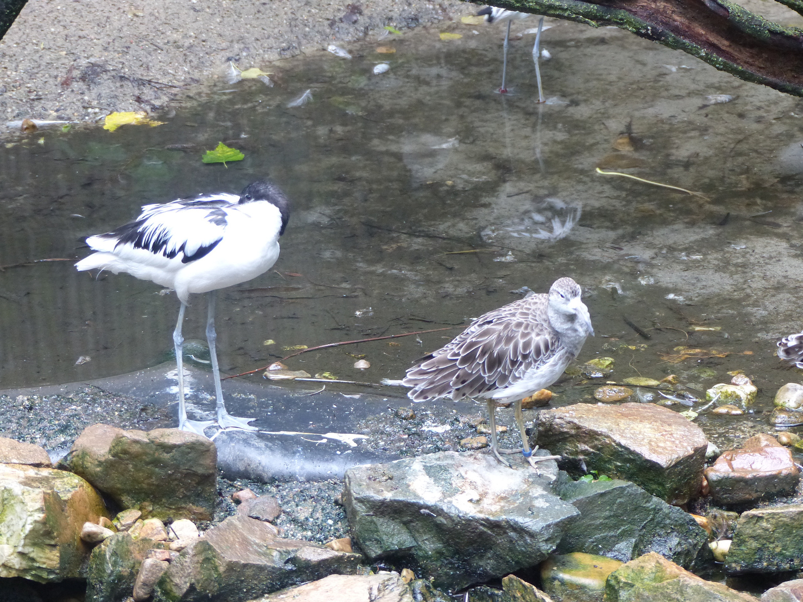 Brno, Zoo (Brünn, Állatkert), SzG3