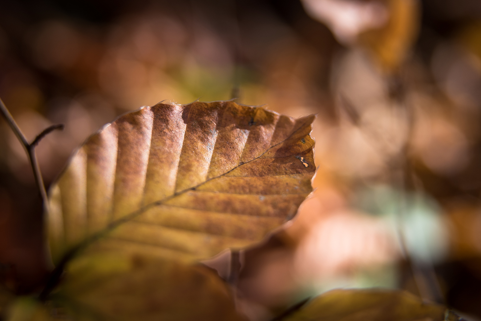 Beech Leaf