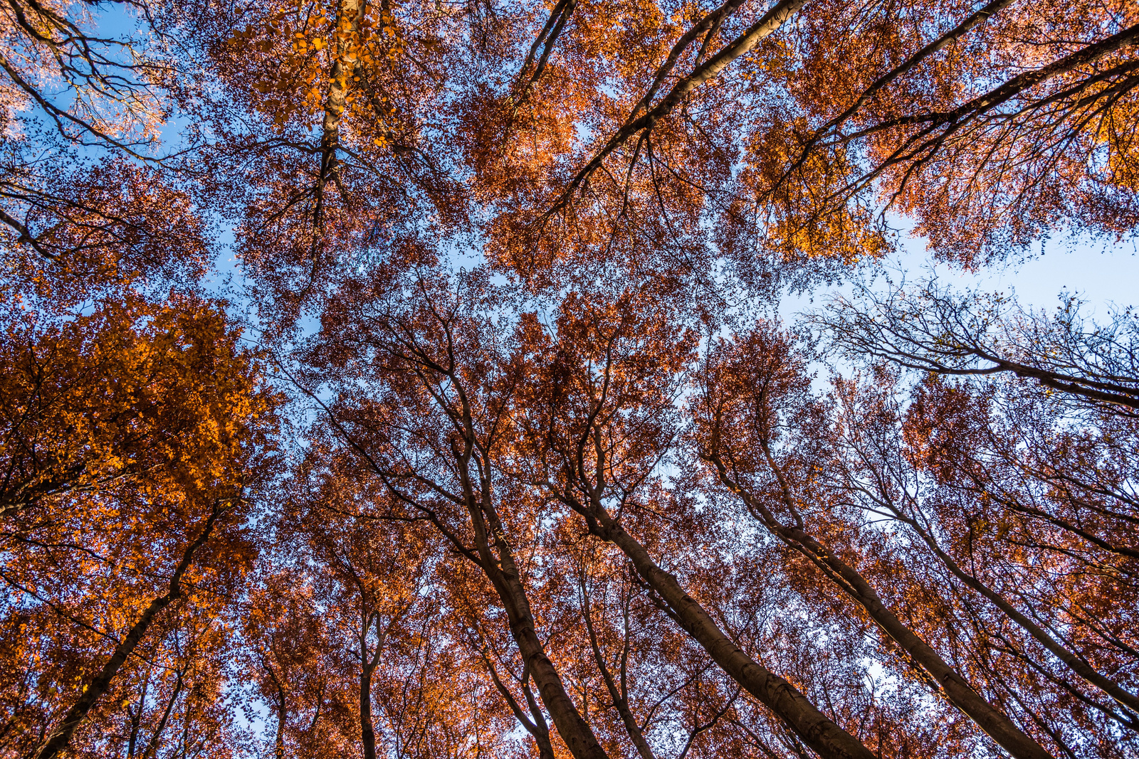 Sky Forest