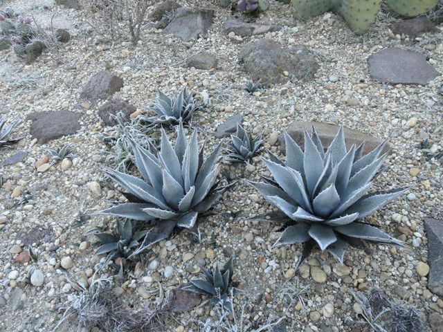 Agave parryi v cousei 2015-2016 tél