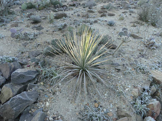 Yucca rostrata 2015-2016 tél