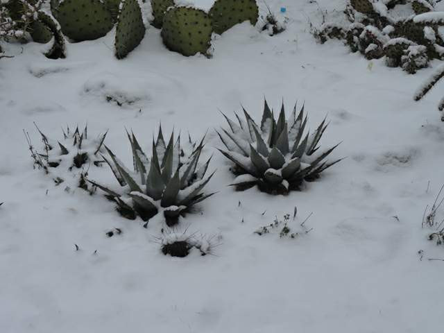 Agave parryi v cousei 2016 január