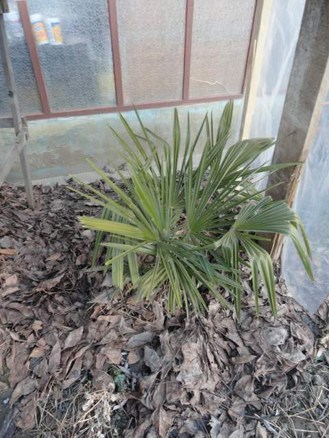 Trachycarpus fortunei, 2016 január