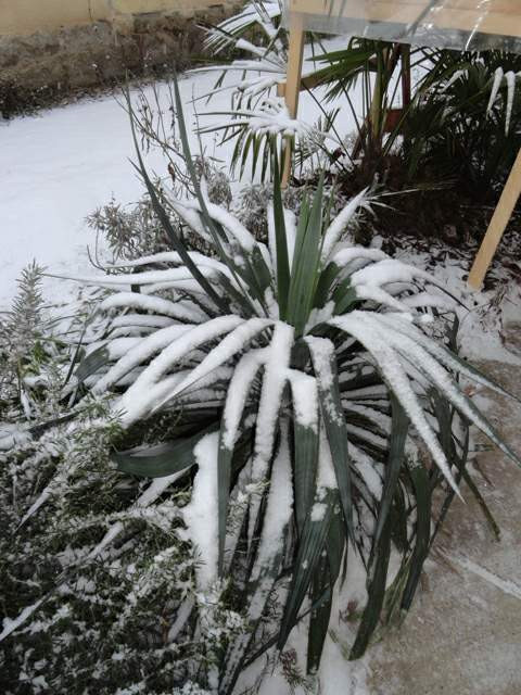 Yucca recurvifolia, 2016 január