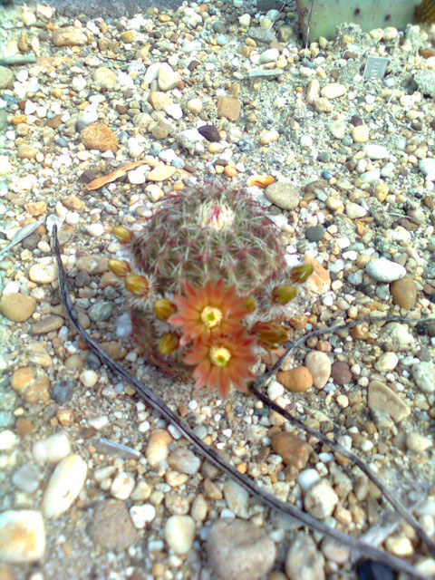 Echinocereus chloranthus v cylindricus(190.62)2016maj