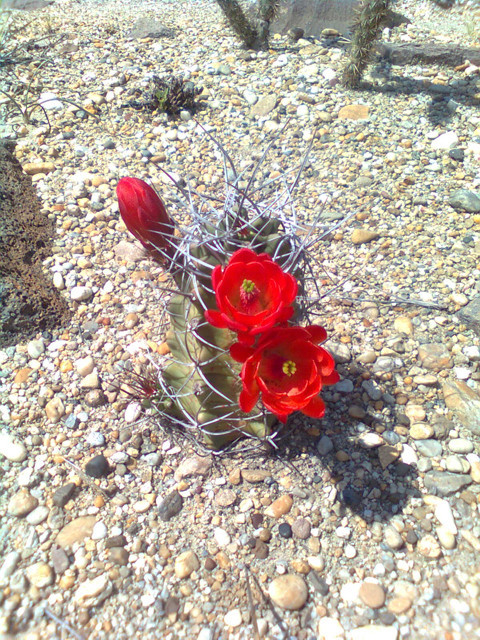 Echinocereus triglochidiatus giant form