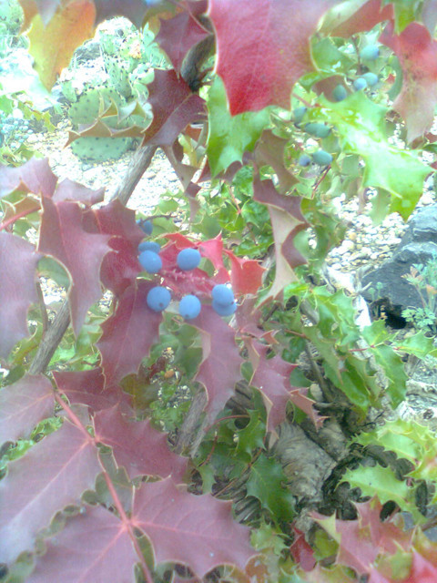 Mahonia pinnata fruits2