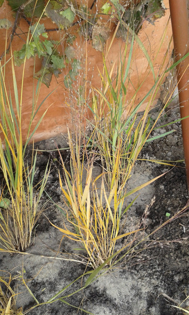 Panicum virgatum Heavy Metal közelről 20161020