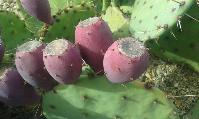 Opuntia engelmannii 2016 november