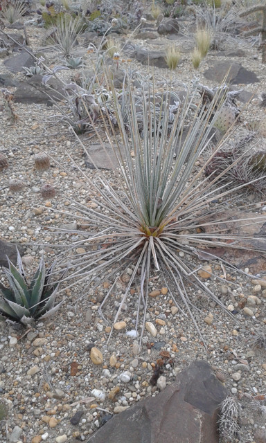 Yucca stricta, 2016 december 4