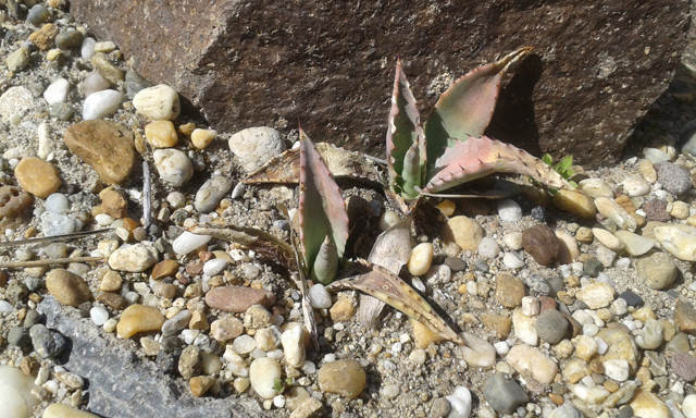 Agave megalacantha sarjak 2017.04.01