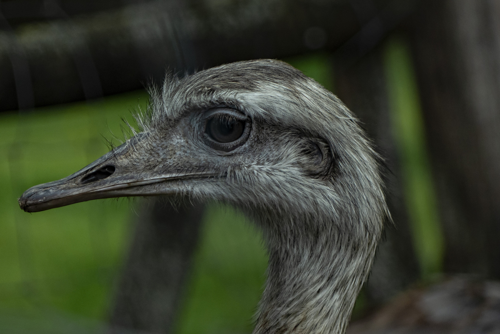 emu