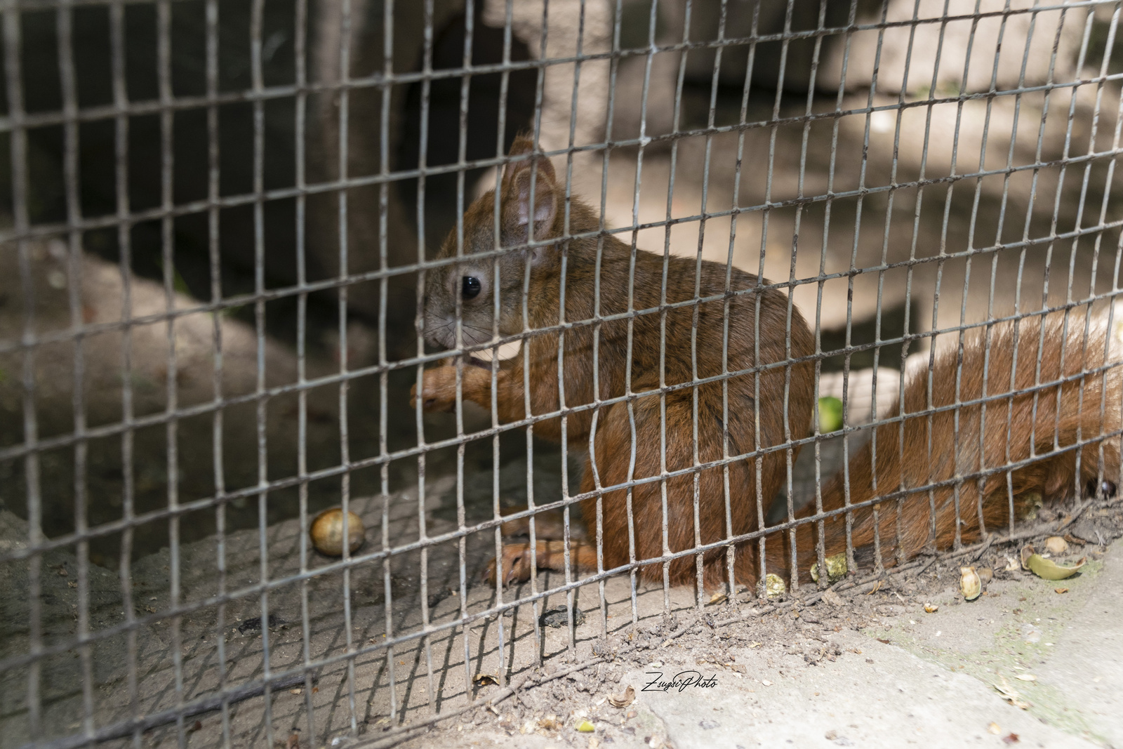 Budakeszi Vadaspark mókus