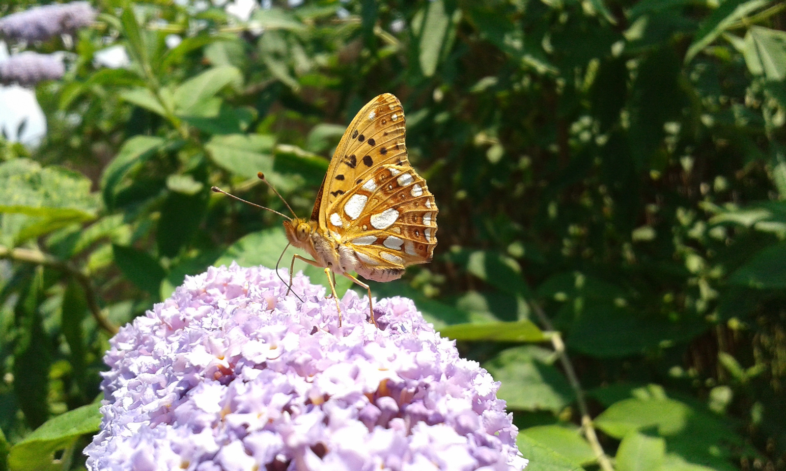 Közönséges gyöngyházlepke (Argynnis lathonia)