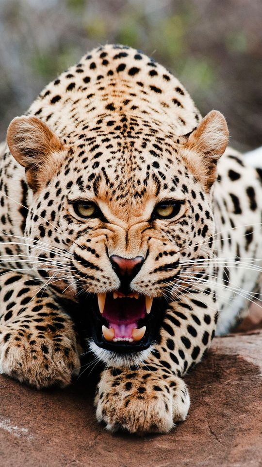 Leopard-wallpaper-10757351