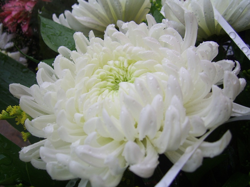 chrysanthemum-20323 960 720 (1)