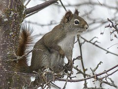 squirrel-300223 180