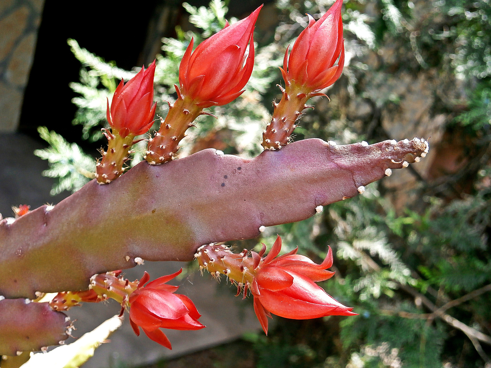 kaktuszbimbók