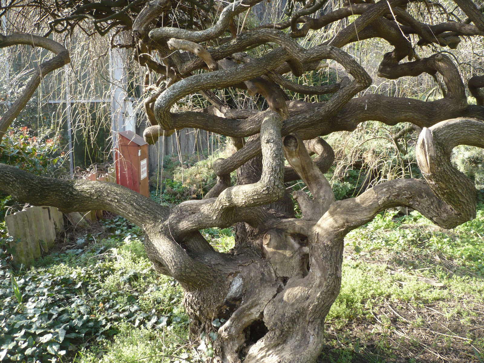 Budai Arborétum 2024. márc. 4.