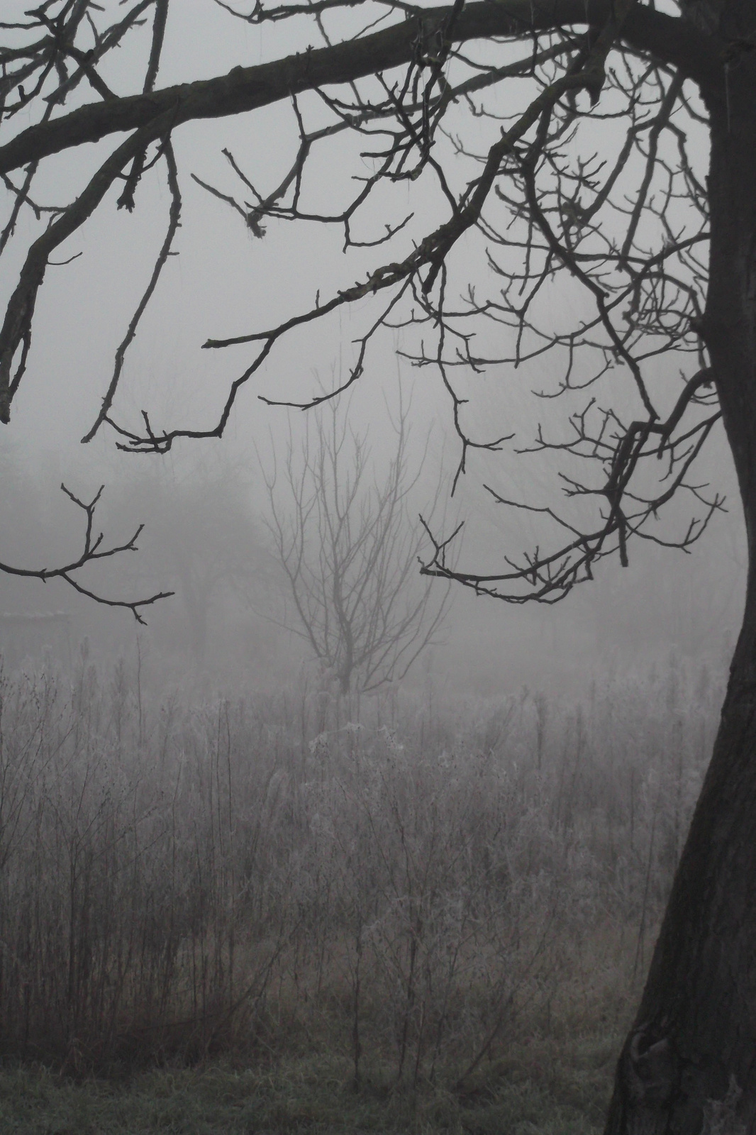 A Köd