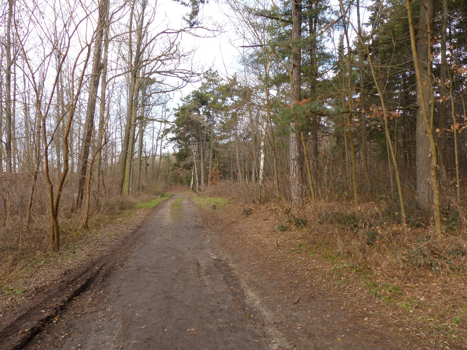 Gödöllő, Arborétum, SzG3