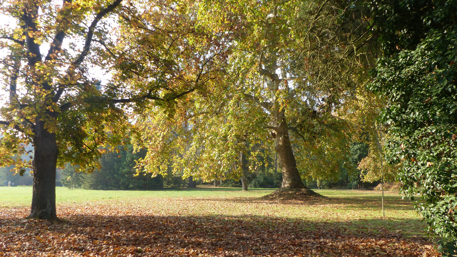 Vácrátót, az Arborétum ősszel, SzG3