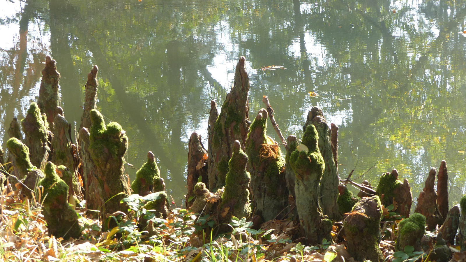 Vácrátót, az Arborétum ősszel, SzG3