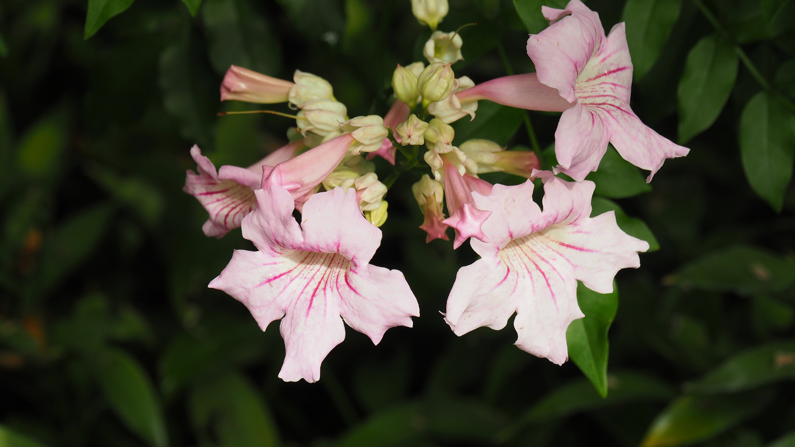 Olomouc, Sbírkové skleníky Flora Olomouc, SzG3