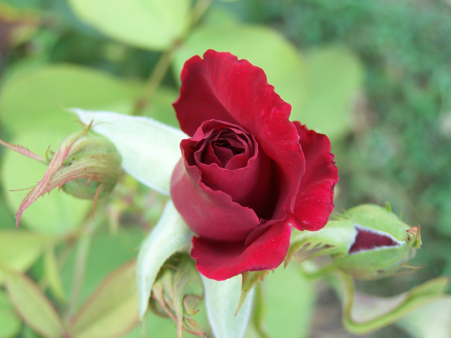 Giardiniere-rózsái (5)
