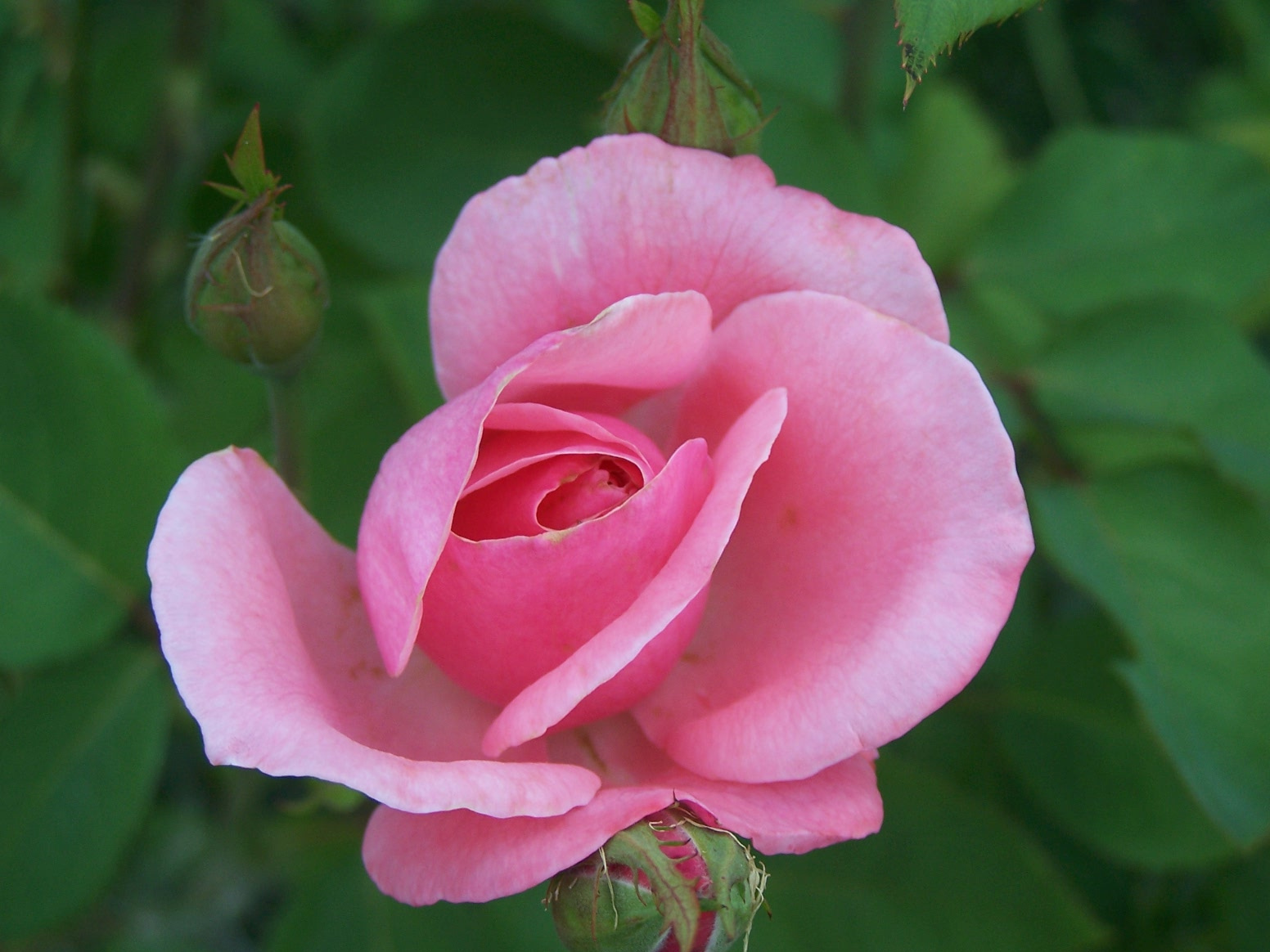Giardiniere-rózsái (7)